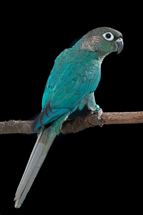 turquoise green cheek conure